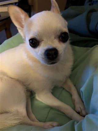 Chihuahua Rescue Dogs Care and Information