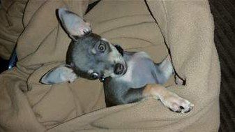 midnight blue chihuahuas