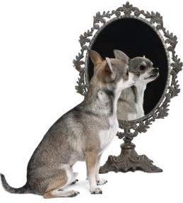 best brush for chihuahua short hair