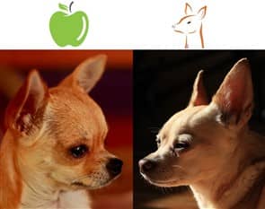 Featured image of post Apple Head Chihuahua Dog - Whether you have apple head or deer head chihuahuas they are all chihuahuas and they are all beautiful.