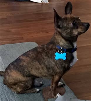 brindle deer head chihuahua