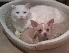 Chihuahua and Cats | Can They Get Along?