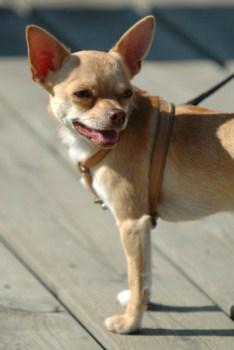 constipated chihuahua