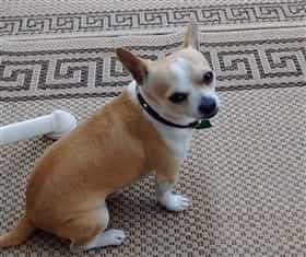 apart vision chihuahuas