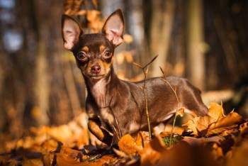 should dogs have ham bones