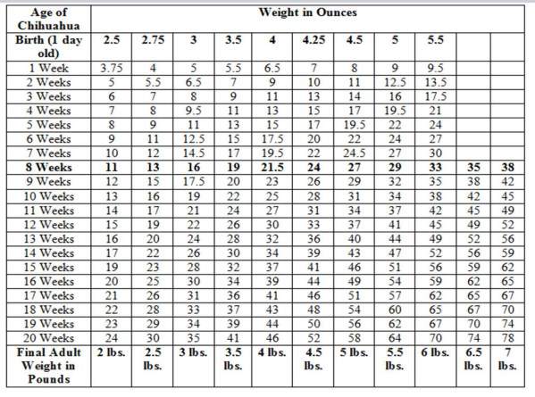 Chihuahua Growth Chart | Weight and Size Calculations