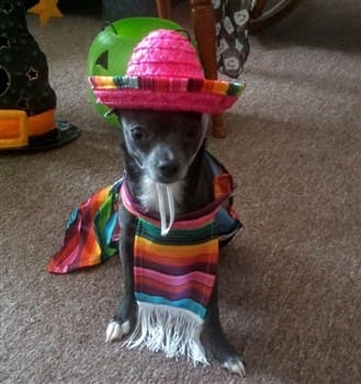 chihuahua dog costumes