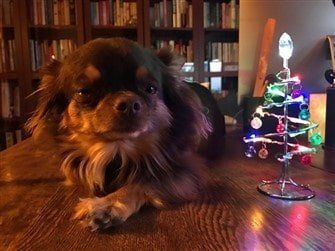 From The Dog Tree Presents Bone /& Baubles Design Christmas Card Lovely Verse
