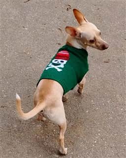 chihuahua smelly breath