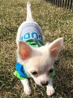 best shampoo for chihuahua puppy