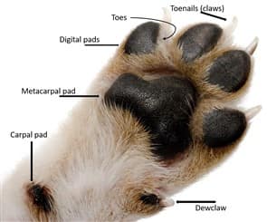 dog paw split open