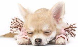 Chihuahua Fur Issues | Hair Loss and 