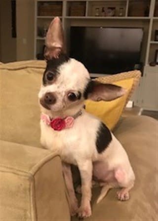 southern chihuahua rescue and adoption
