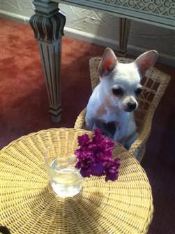 chihuahua-sitting-at-table