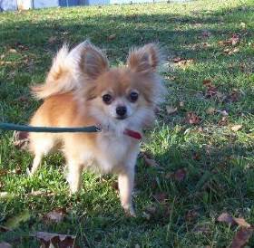 deer head long hair chihuahua