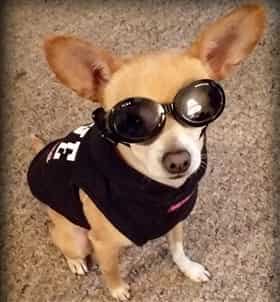 chihuahua wearing sunglasses