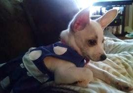 rimadyl dosage for chihuahua