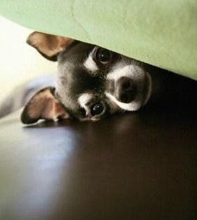 shy chihuahua