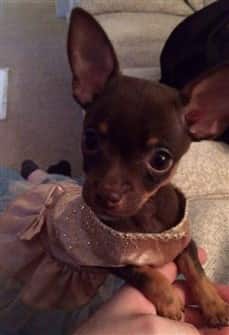 best shampoo for chihuahua puppy