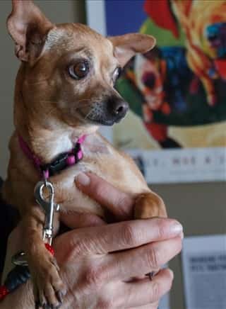 older chihuahua for adoption