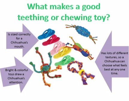 toys for chihuahuas
