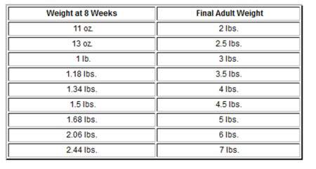 Chihuahua Growth Chart US Measurements