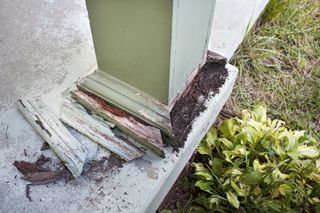 Termite Control | Cary, NC | Booth Exterminating Company Inc.