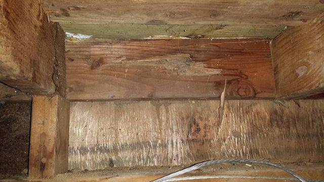 Termite Treatments Termiguard
