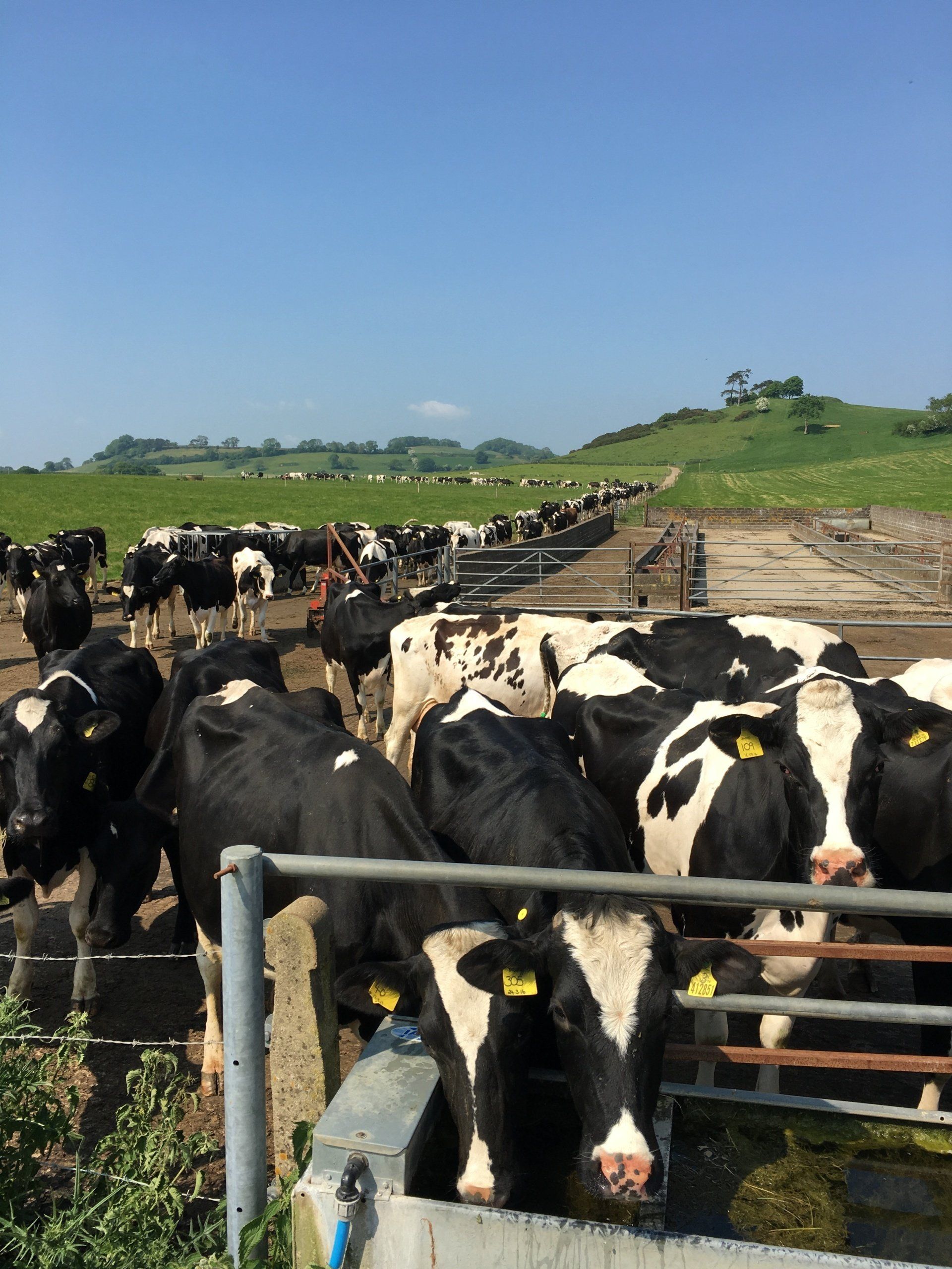 Why Buy British Dairy?