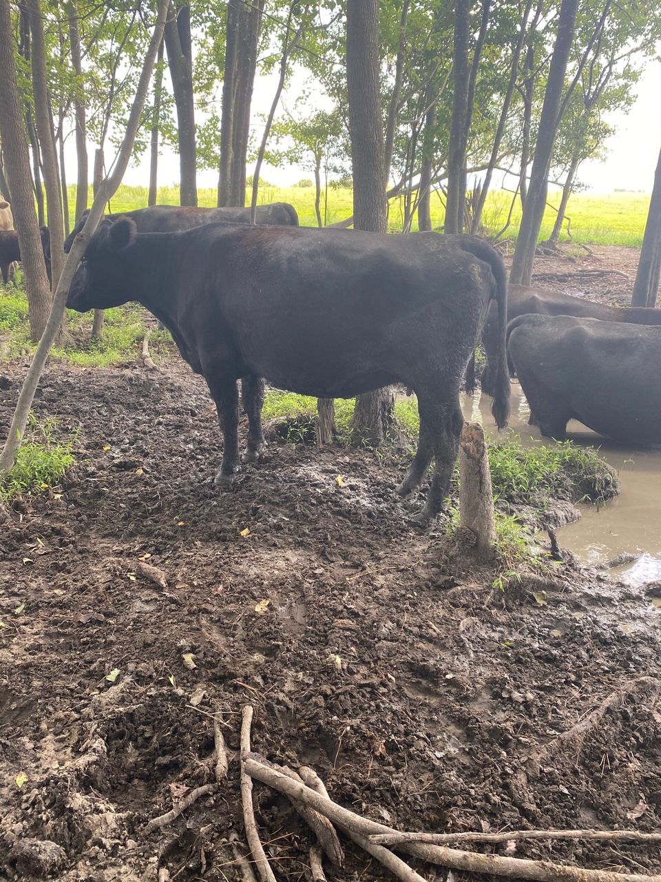 Cattle Prices Pitt County & North Carolina Cattle for Sale