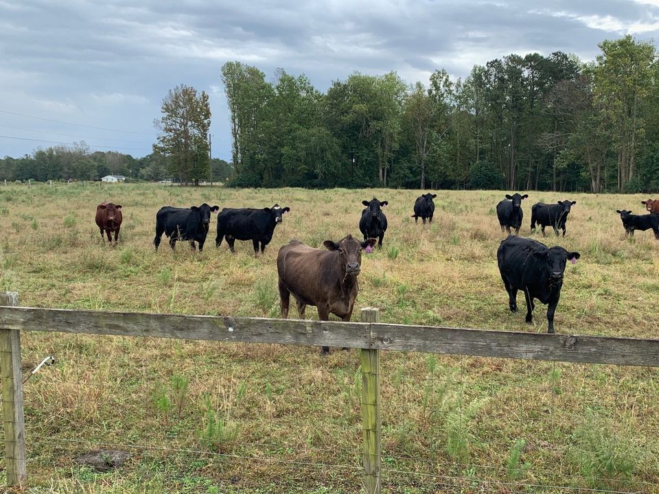 Cattle For Sale, North Carolina Cattle Prices, Pitt County