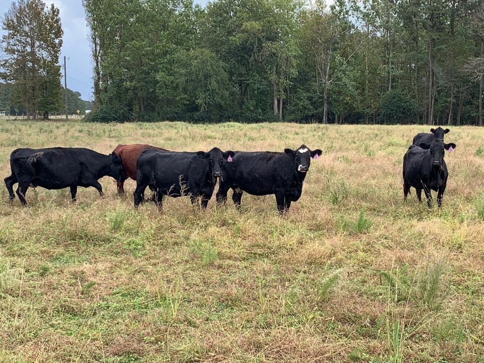 Cattle For Sale, North Carolina Cattle Prices, Pitt County
