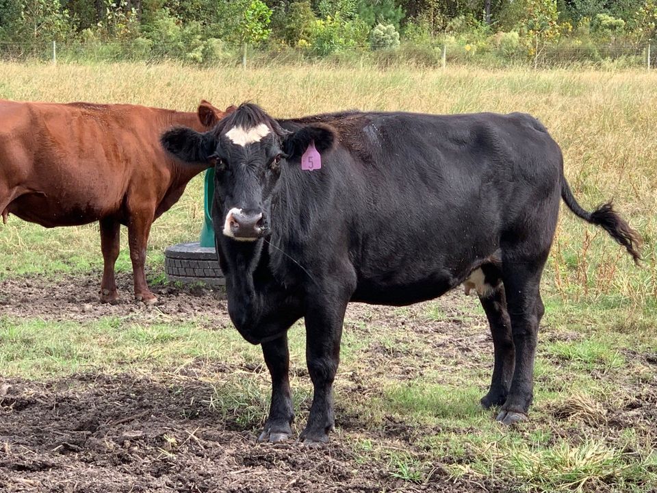 Cattle For Sale, North Carolina Cattle Prices, Pitt County