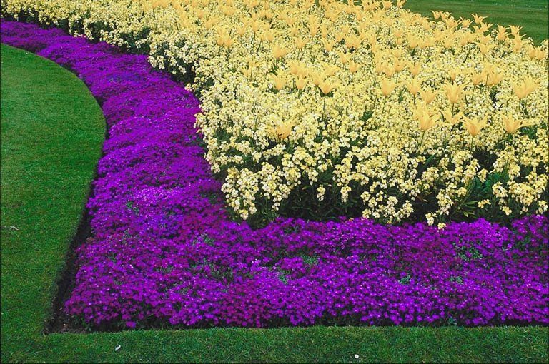 View of garden with colorful flowers