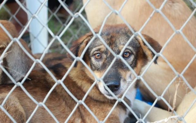 rubber mats for dog kennels