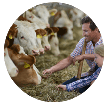 Rubber Mats For Dairy Cattle Barns Horse Stall Mats Tim Gabel Belting Inc