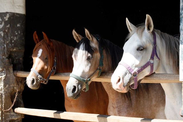 Where Would You Use Horse Stall Mats