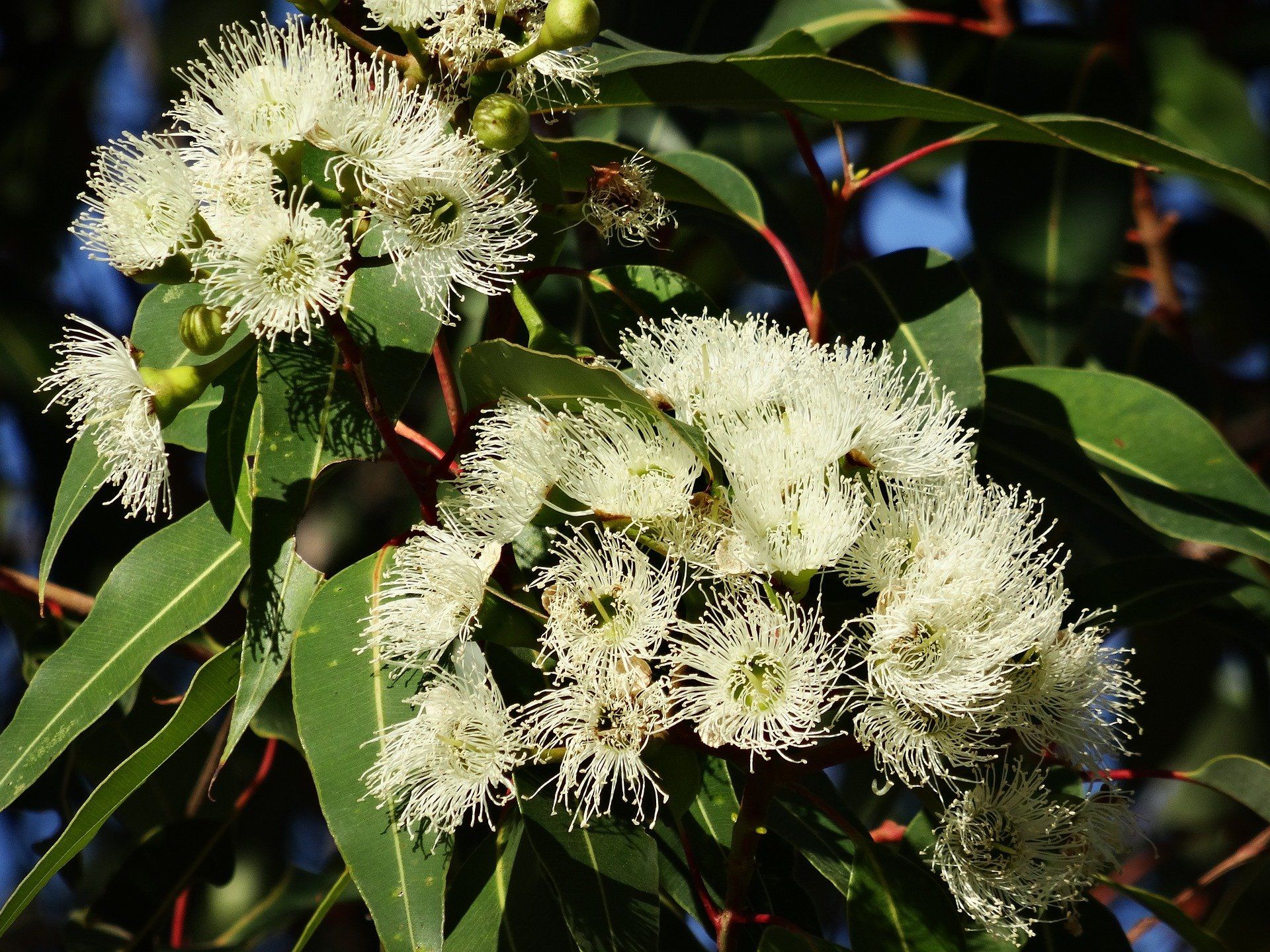 Bush medicine in Australia’s backyard