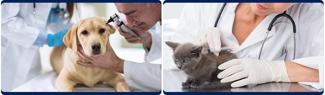 doctor dog pet hospital