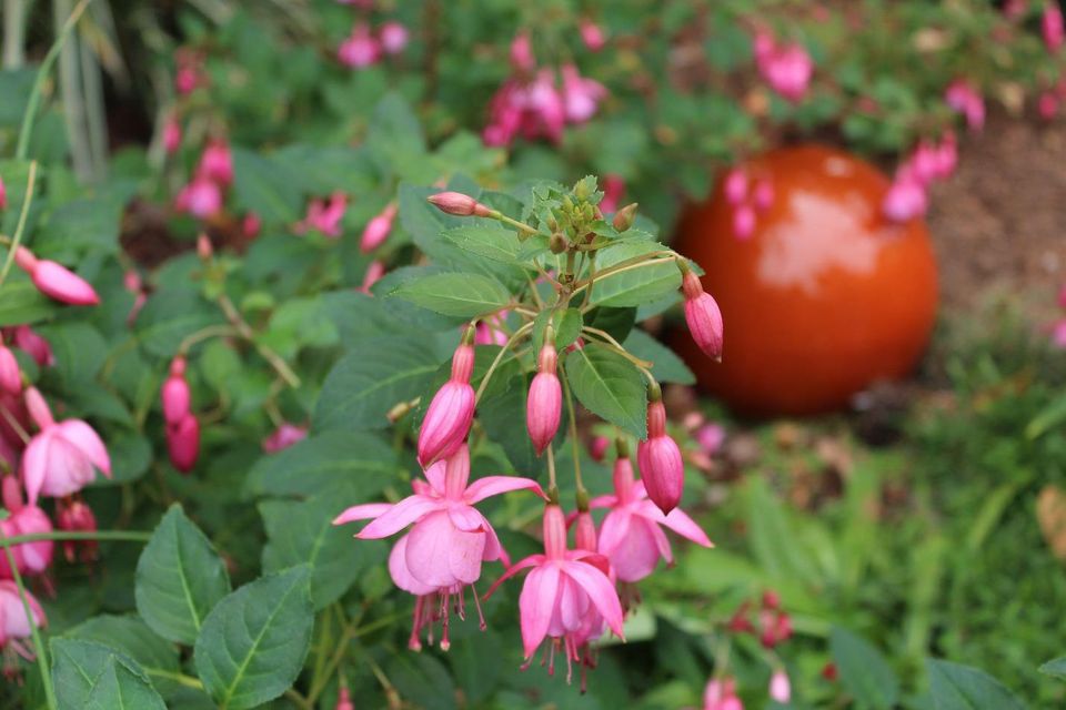 My Favorite Hardy Fuchsias and How to Grow Them