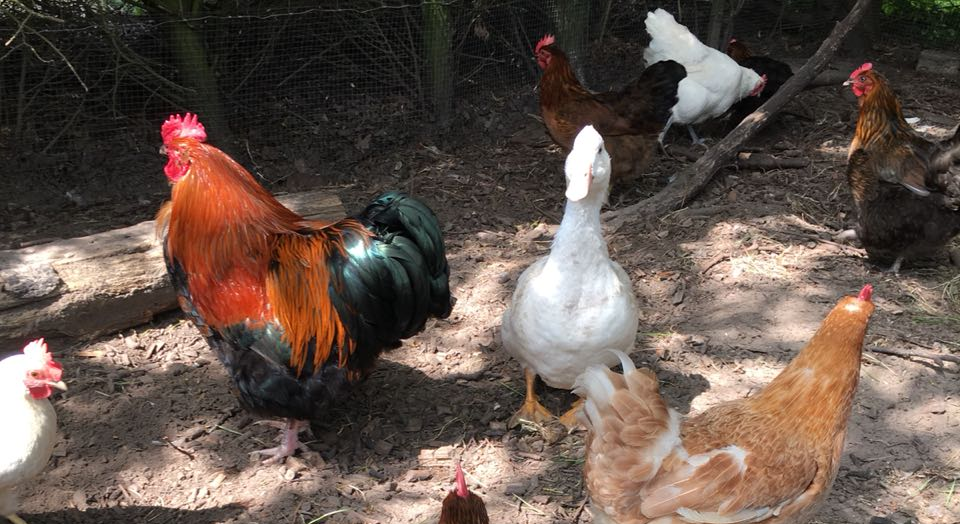 Hühner und Enten gemeinsam halten?