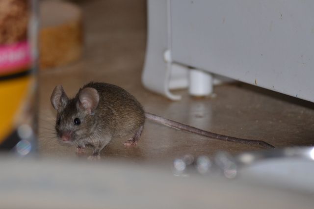 mice problem in house