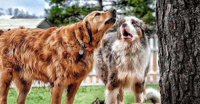 doggy daycare obedience class