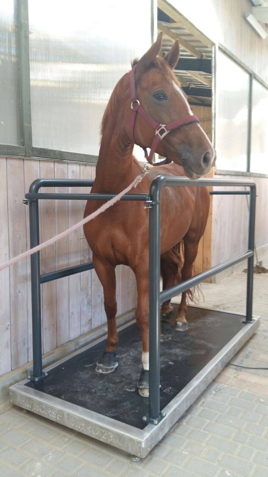 360Equine Vibration Floor for Horses Equine therapy plate