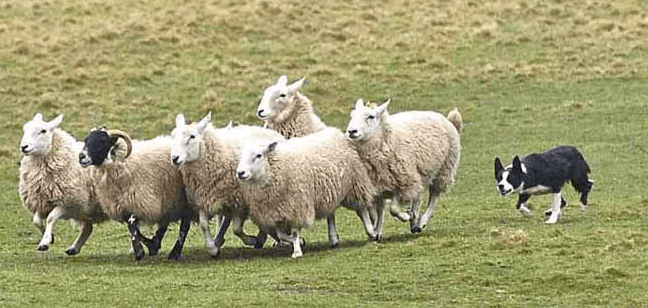 dog chasing sheep