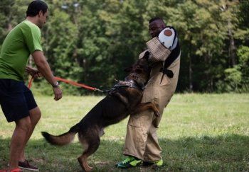 dog training for protection near me