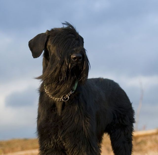 obedience trained giant schnauzer for sale