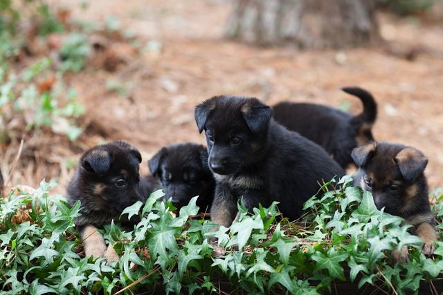 k9 puppies for sale