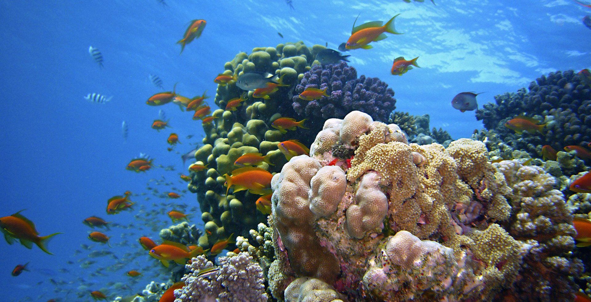 Cozumel 3 Reefs Snorkeling