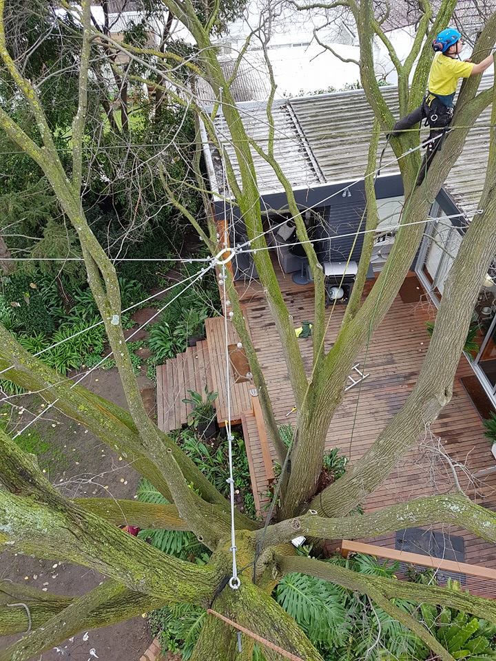 How Does Tree Cabling Work? _ Does Cabling Dallas Trees Really Work? – NVDK